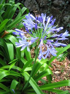 agapanthus