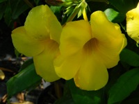 allamanda