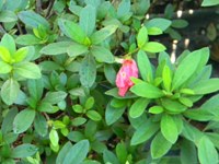 azalea