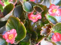 begonia