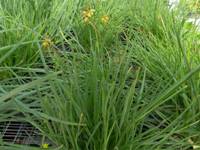 bulbine