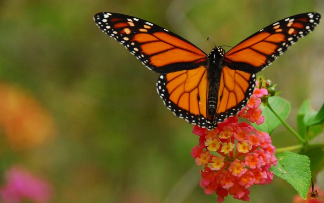 The Benefits of a Butterfly Garden