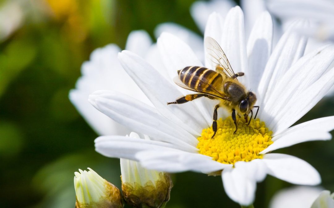 Florida Native Plant Gardens Are Sustainable