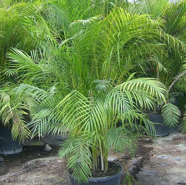 areca_palm | Troy's Tropics: Retail Plant Nursery, Landscaping and ...