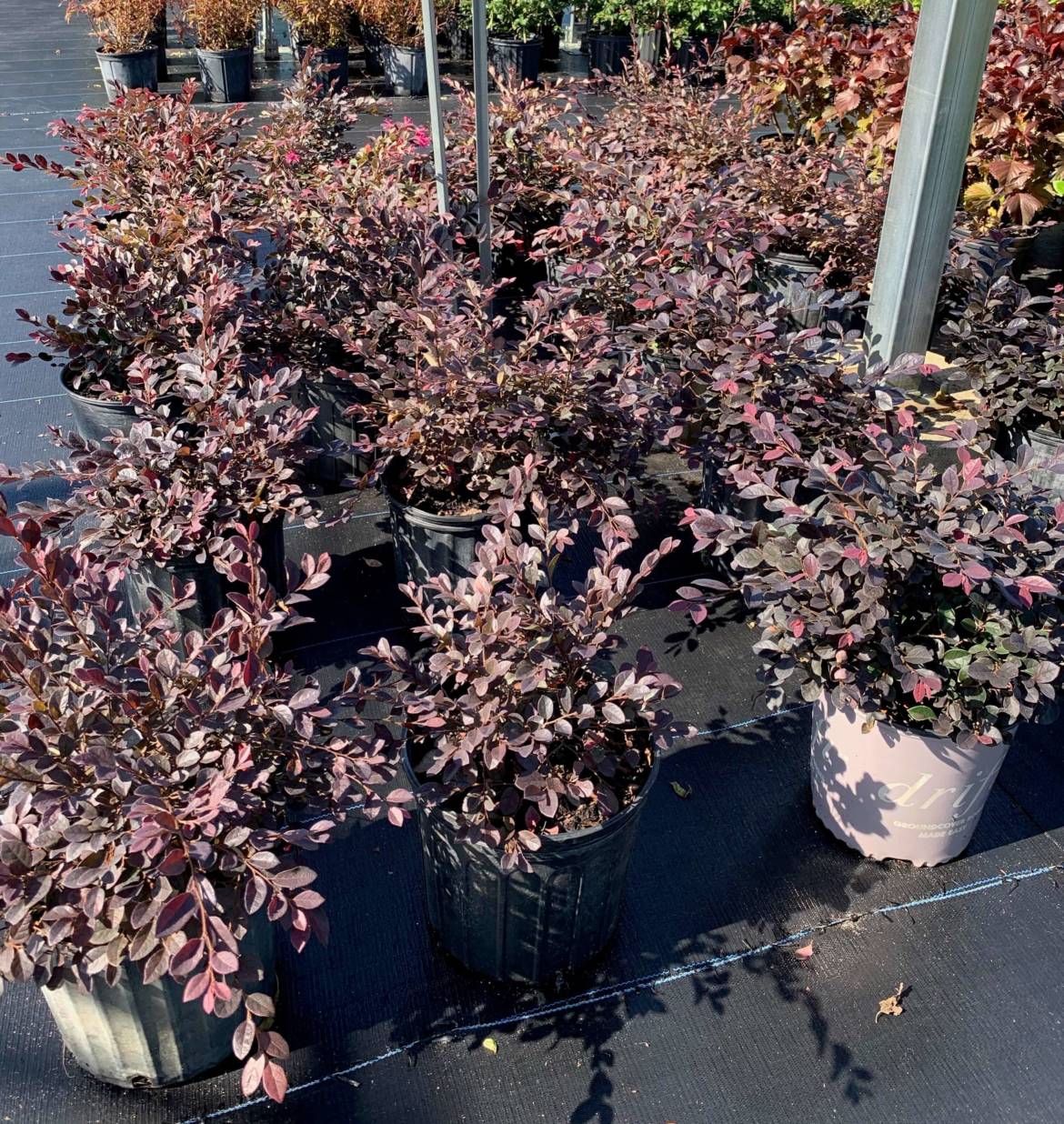 Ruby Red Loropetalum – Troy's Tropics