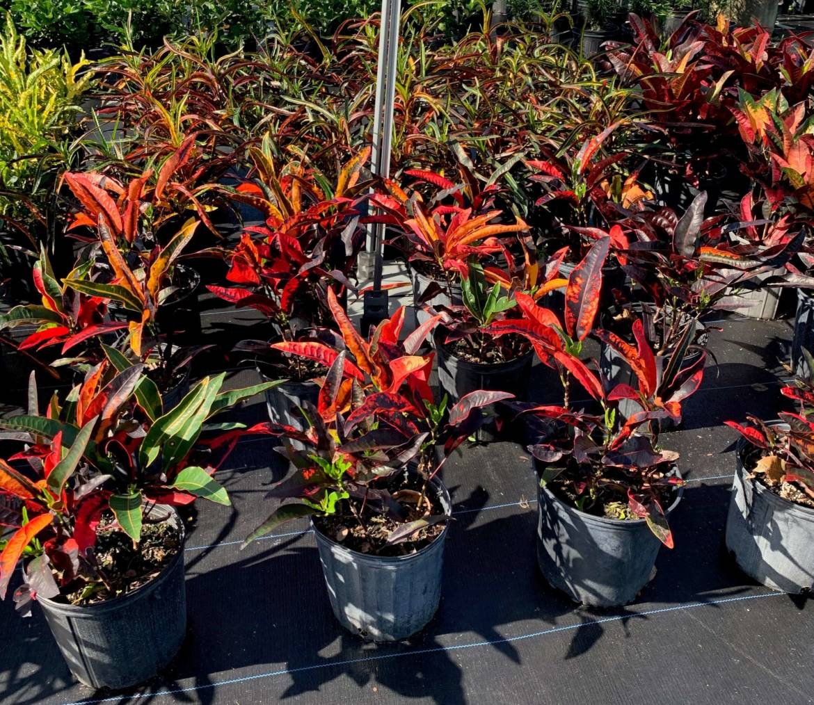 Stoplight Croton Troy's Tropics