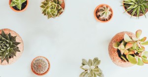 Tips for indoor plants