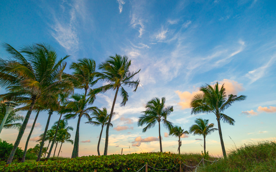 The Different Types of Palm Trees in Florida