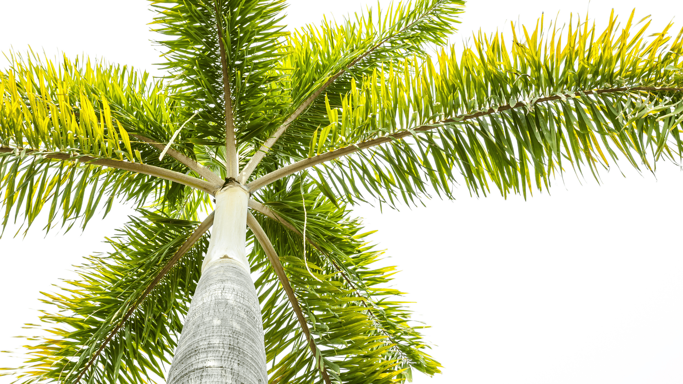 the different types of palm trees in florida | troy's tropics