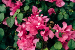 Bougainvillea Trellis closeup