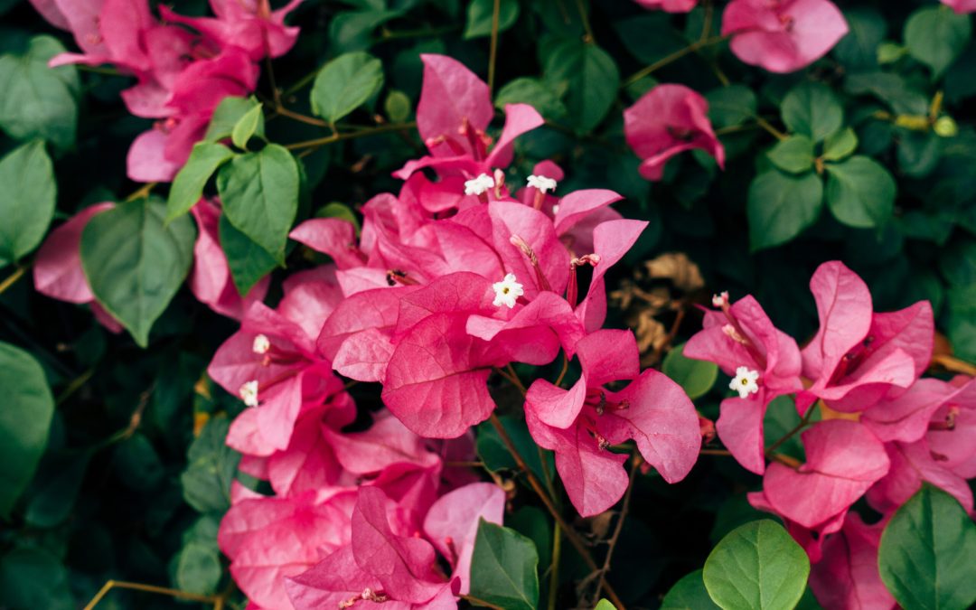 Bougainvillea Trellis closeup