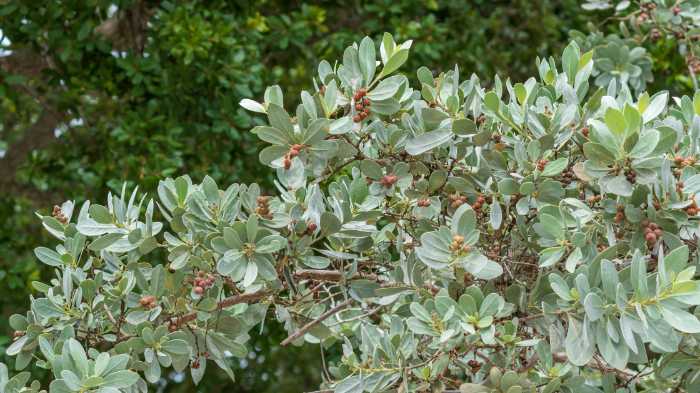 Silver Buttonwood Plant