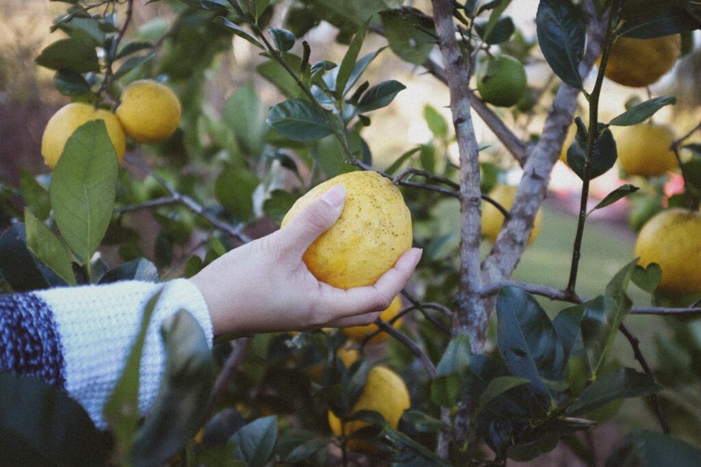 lemon tree picking