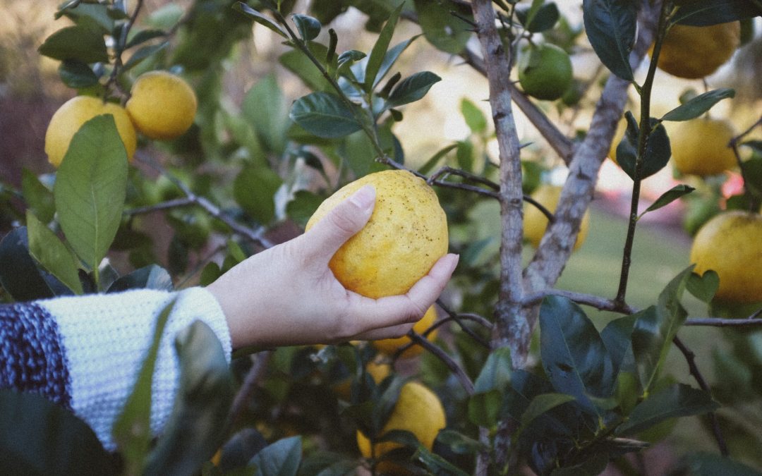 lemon tree picking