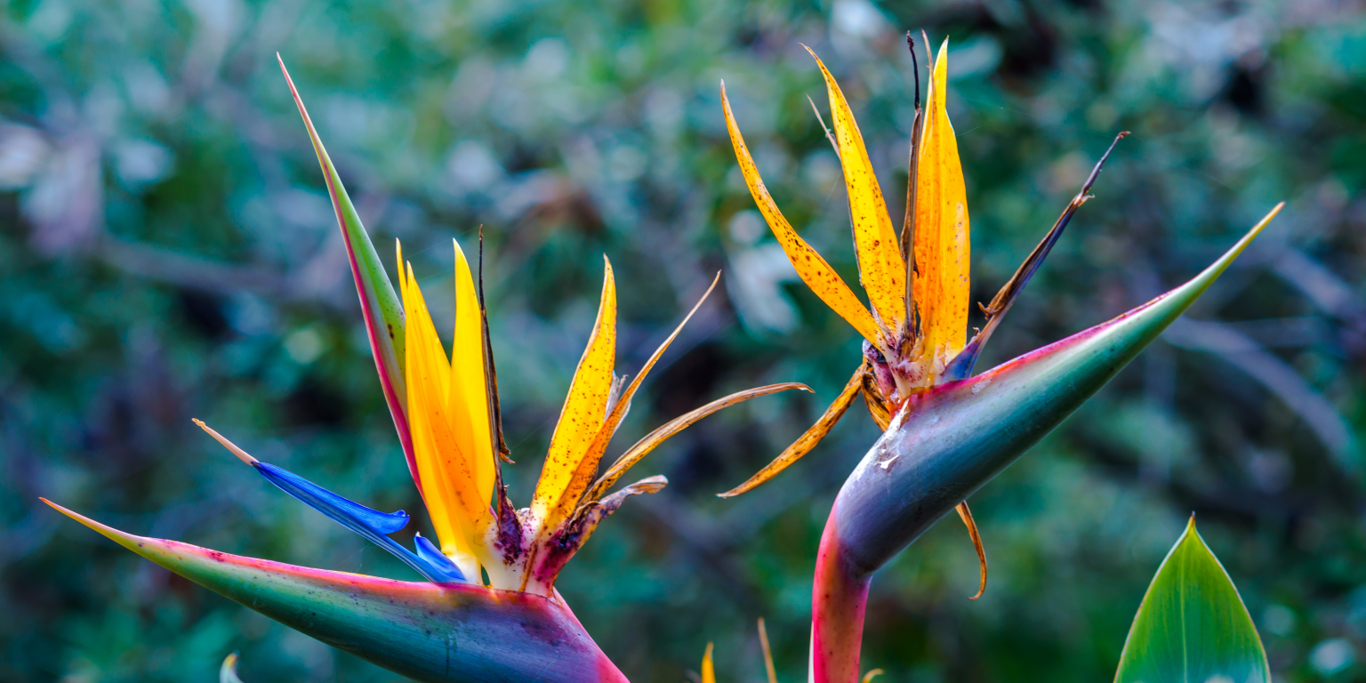 Orange Bird of Paradise Your Guide to Florida Lawn Care Troy's