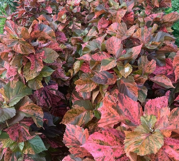 Copper Plants Care Guide From A Florida Nursery