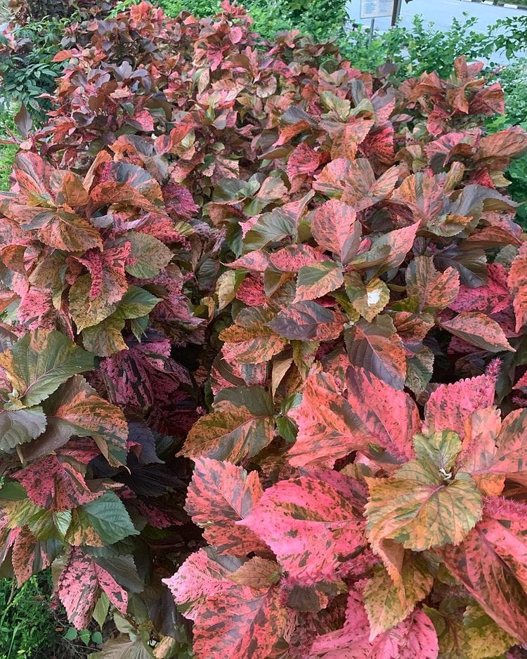 Acalypha wilkesiana and copper plants