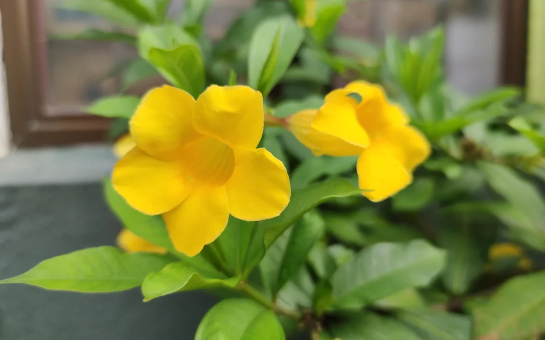 Allamanda Care Guide From A Florida Nursery