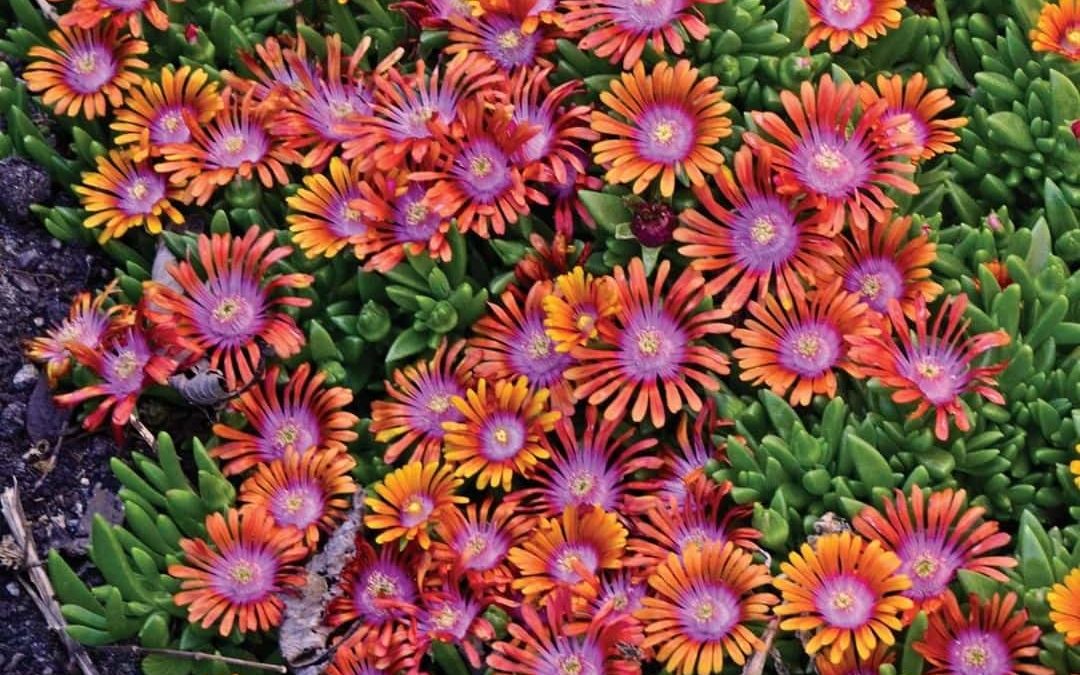 Ice Plant Care Guide From A Florida Nursery