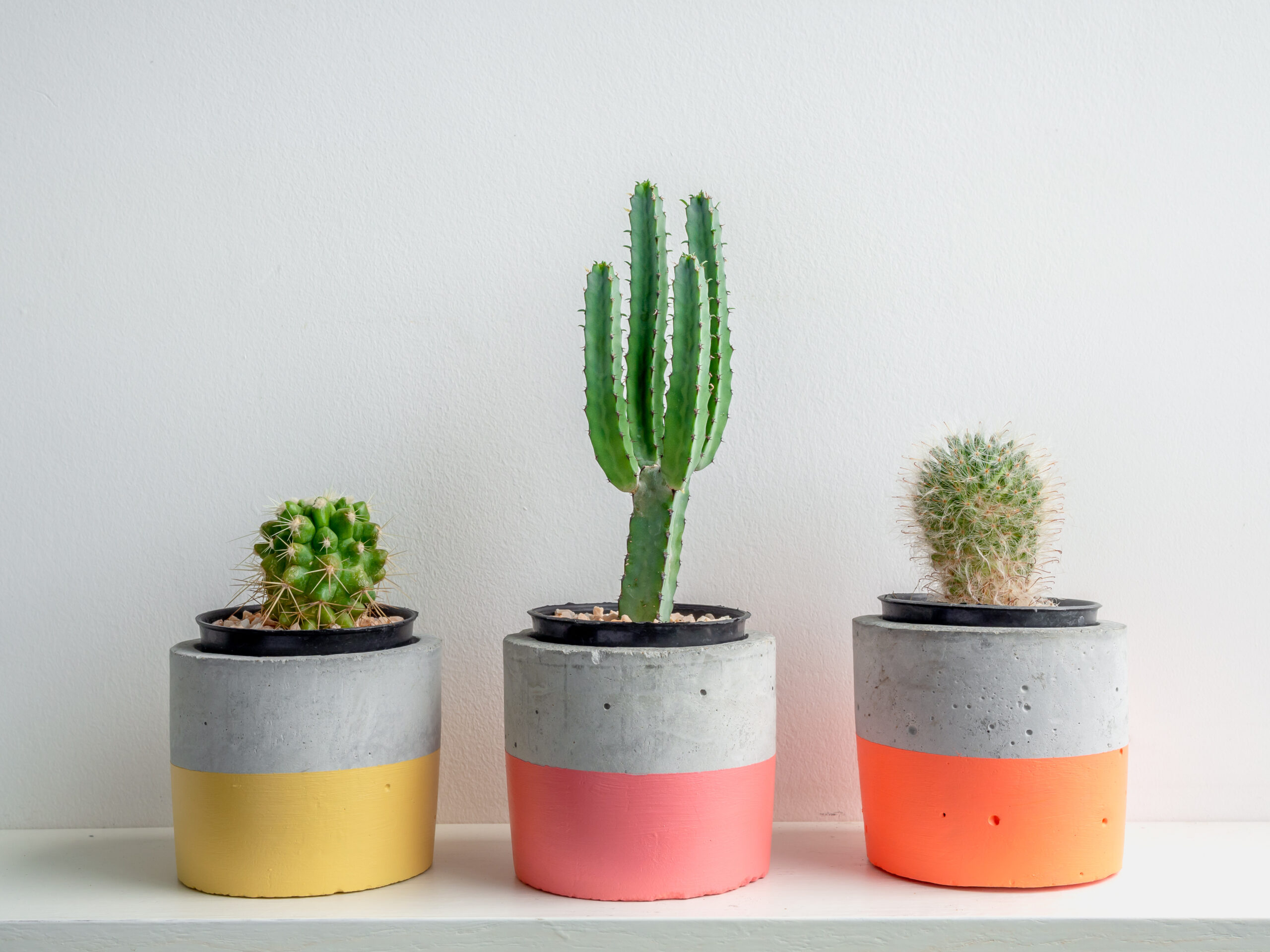 Cactus,Plants,In,Colorful,Modern,Geometric,Concrete,Planters,On,White
