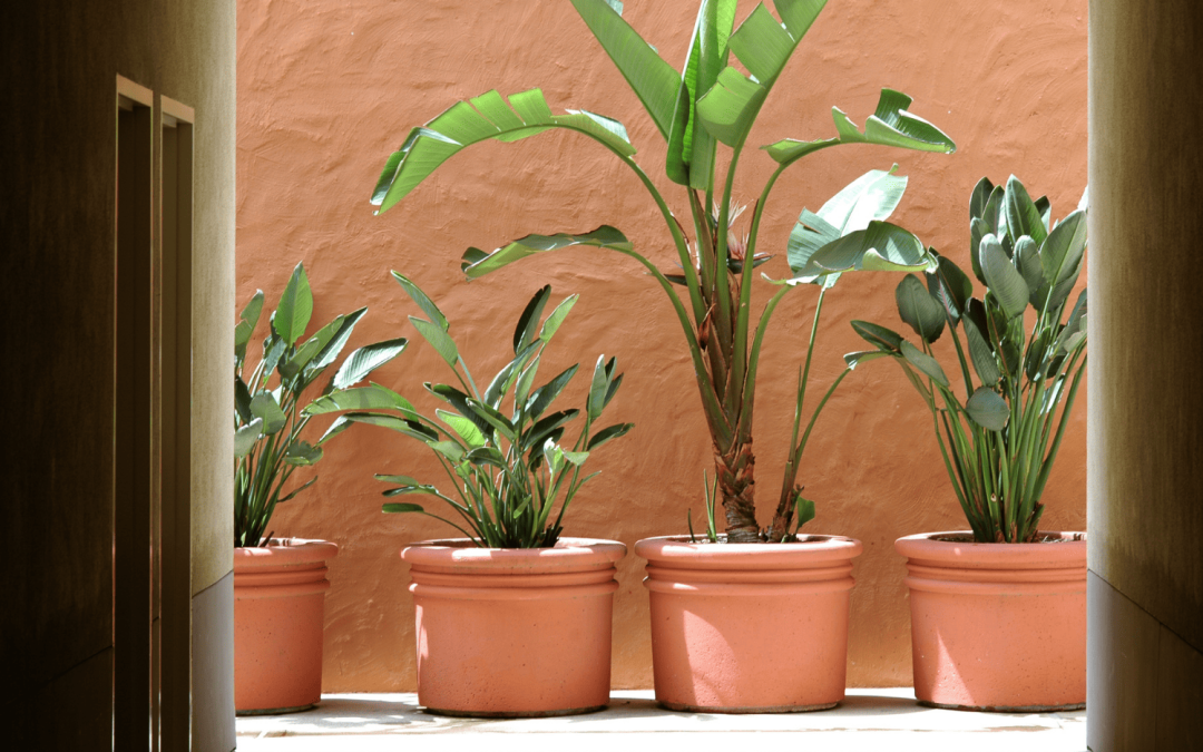 terra cotta garden pots