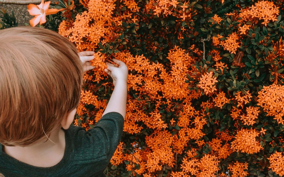 Dwarf Ixora Care – Florida Nursery