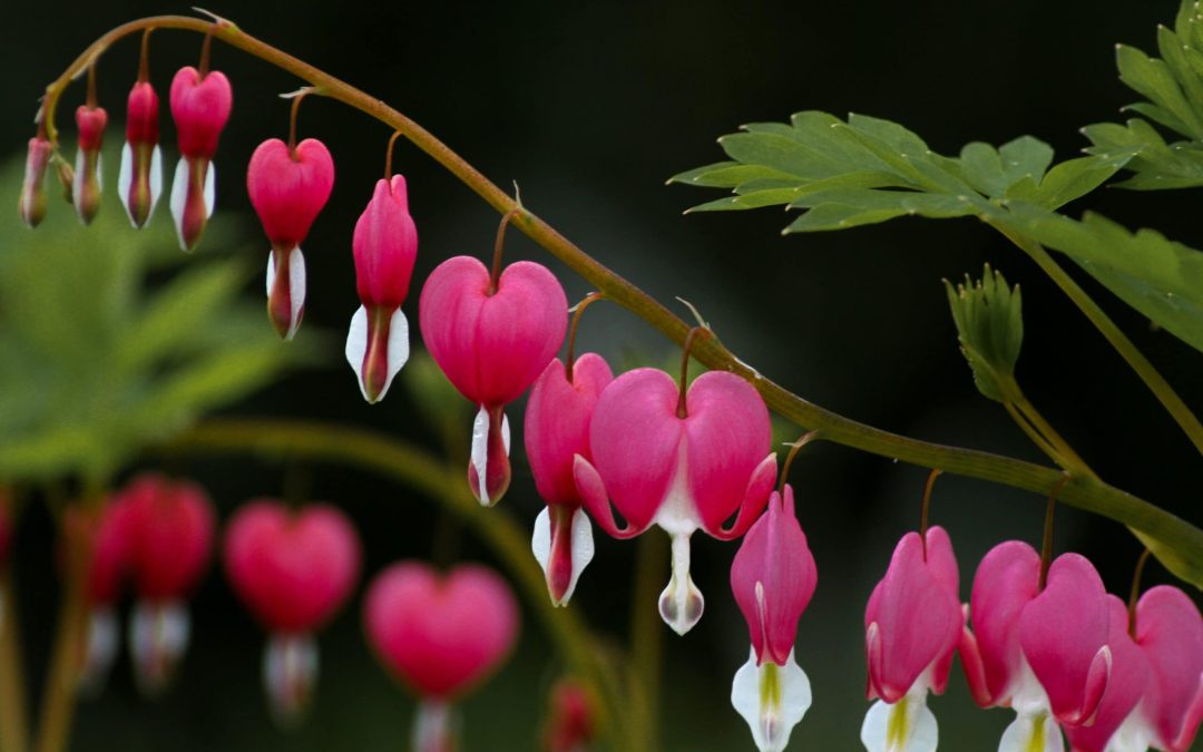 Bleeding Heart Plant Care – Florida Nursery