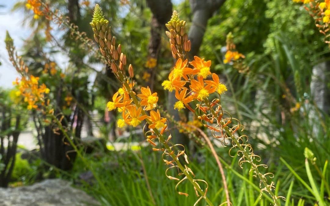 bulbine plant in florida