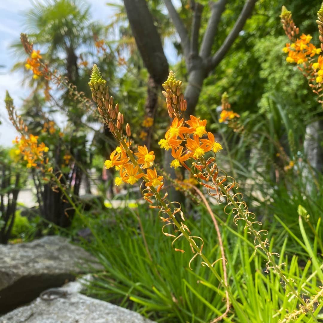 Bulbine Plant - Florida Care Guide - Troys Tropics