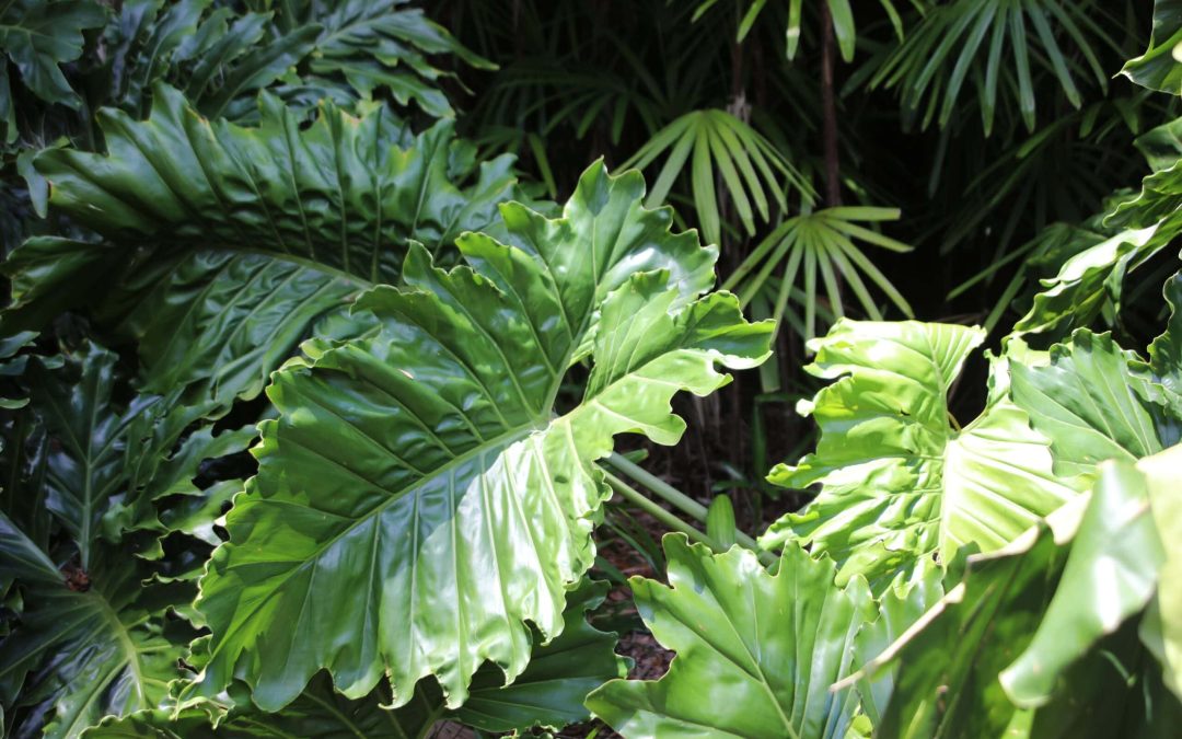 Alocasia Plant Care – Florida Grow Guide