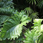 elephant ear Alocasia Plant