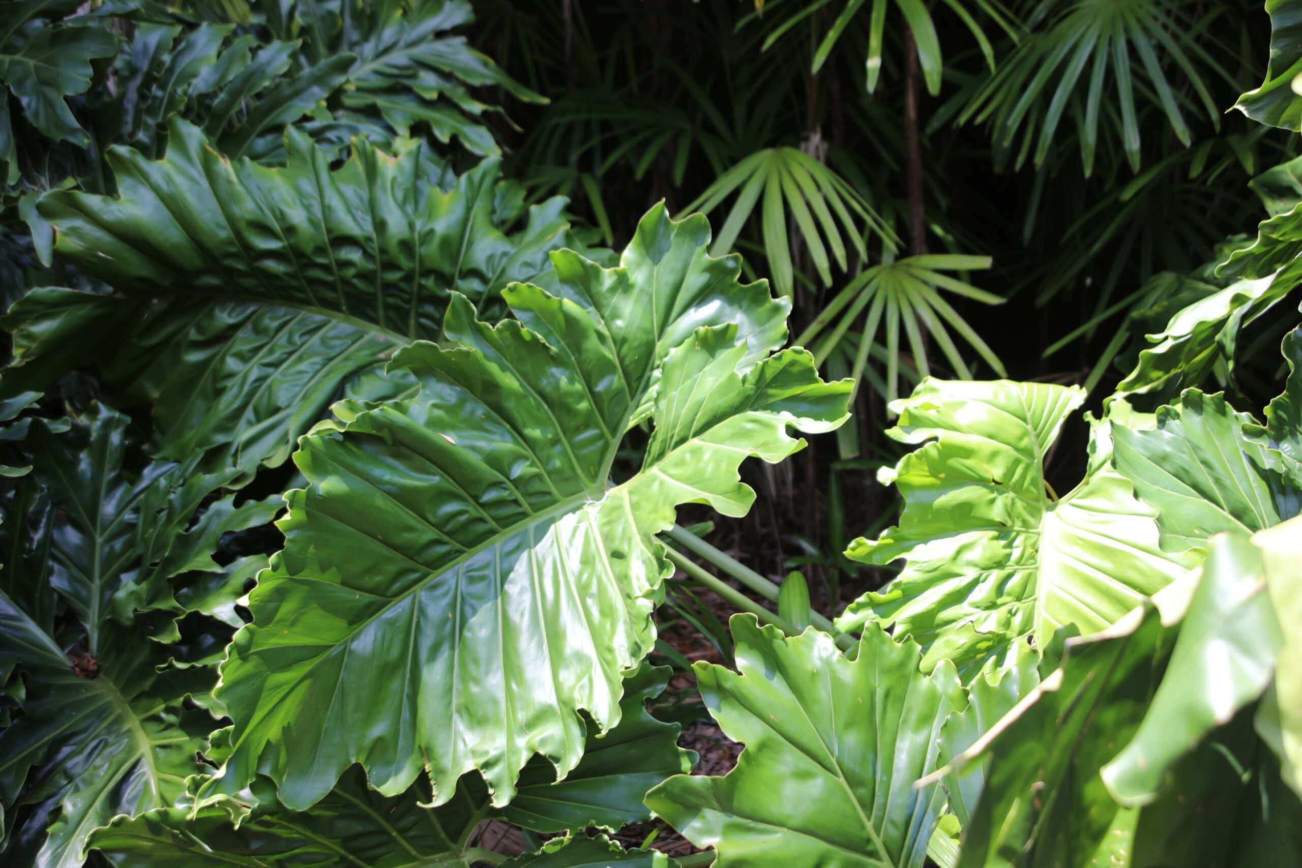 Alocasia Plant Care - Florida Grow Guide - Troys Tropics