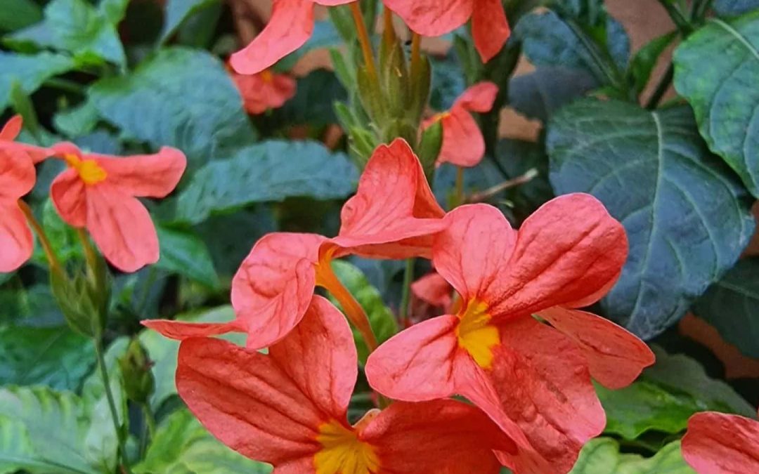 Crossandra Flower Care Guide – Florida Firecracker Flower!