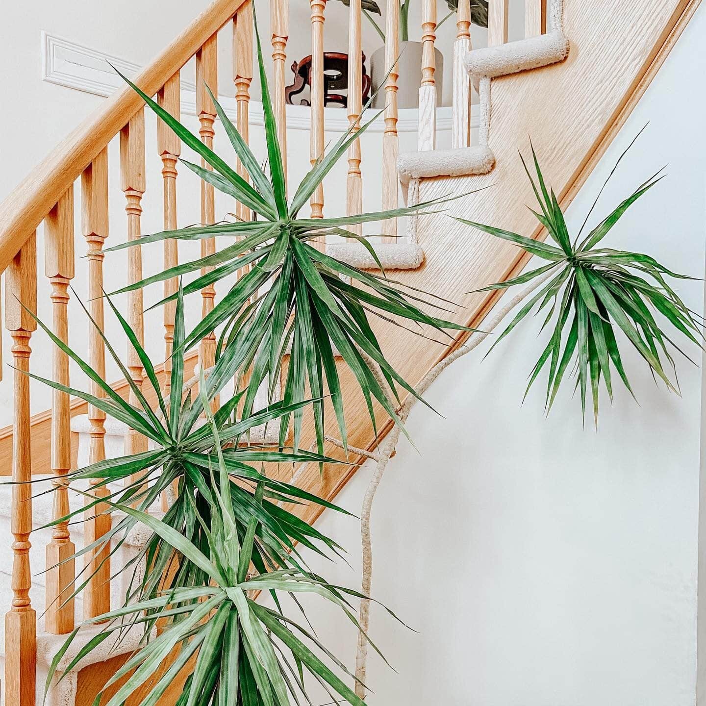 Dragon Tree Care Guide An Indoor Tree!