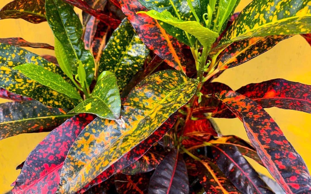 Freckles Croton Care Guide – Tropical Treat!