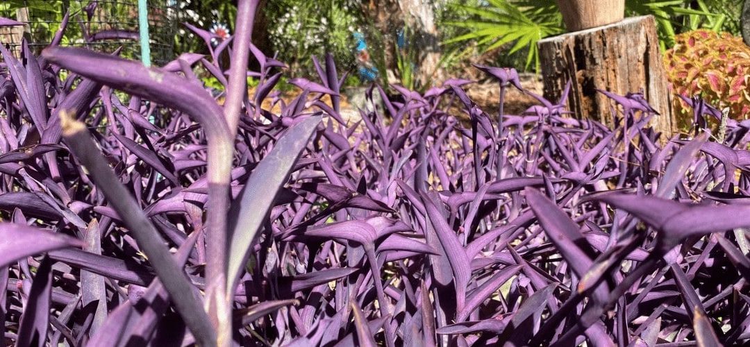 Quick Purple Heart Plant Care Tips