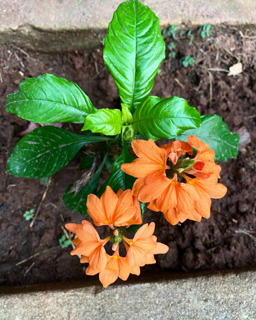 orange Crossandra firecracker flower