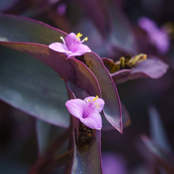 Quick Purple Heart Plant Care TroysTropics