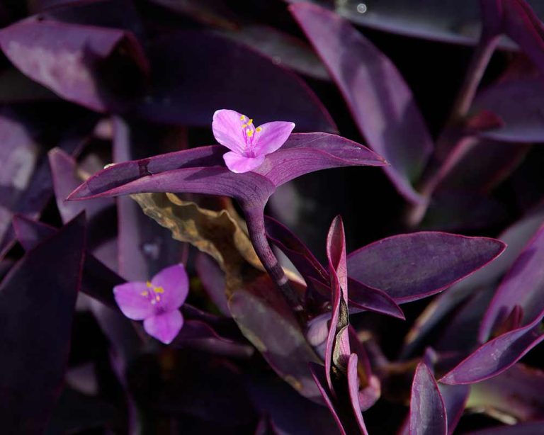 Quick Purple Heart Plant Care TroysTropics