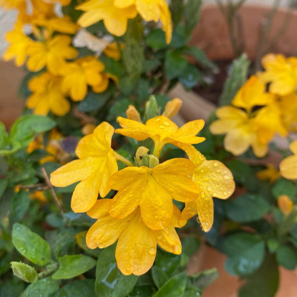 yellow Crossandra firecracker flower