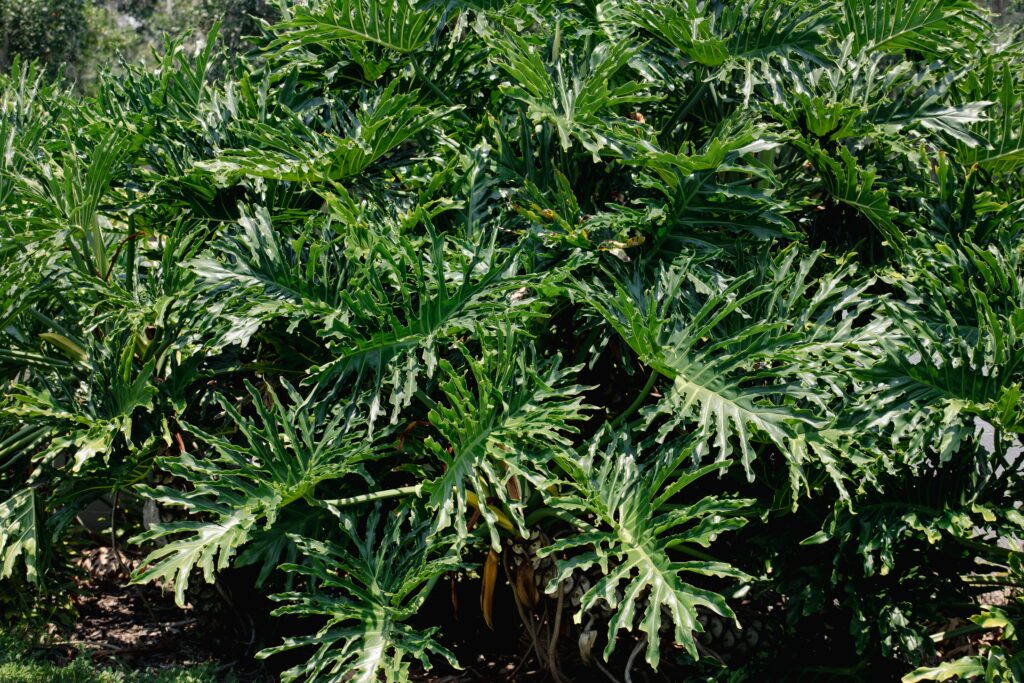 Philodendron Xanadu closeup