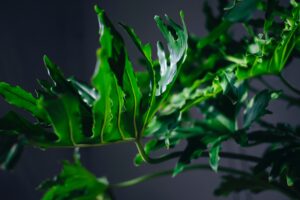 Philodendron Xanadu featured image
