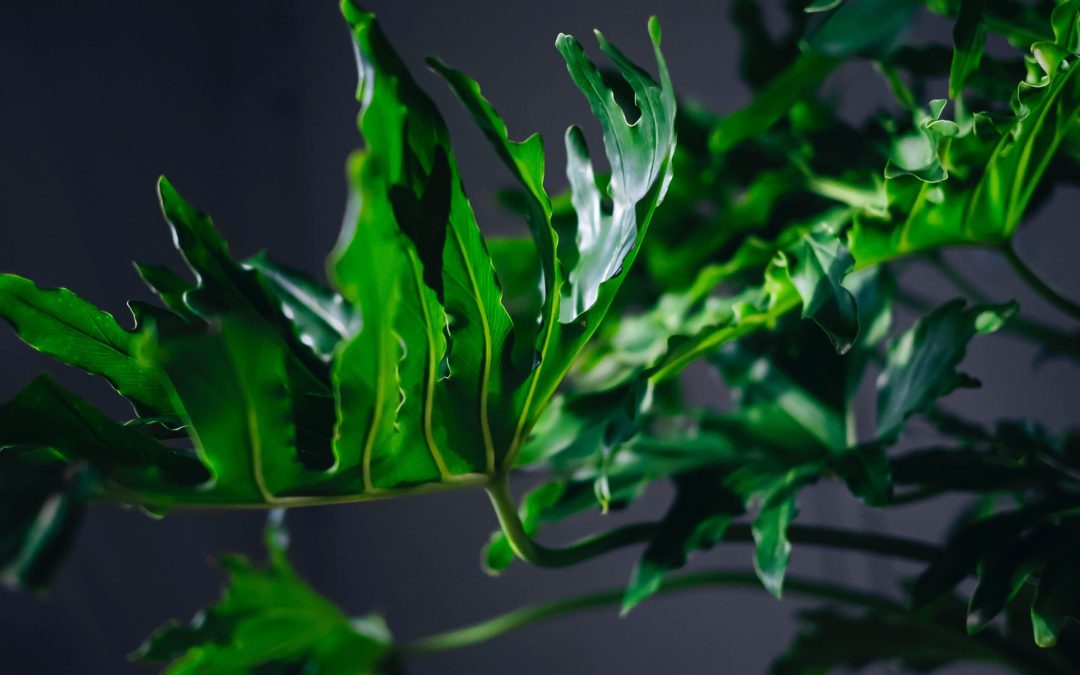 Philodendron Xanadu Plant Care Tips