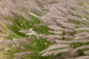 White Fountain Grass featured image