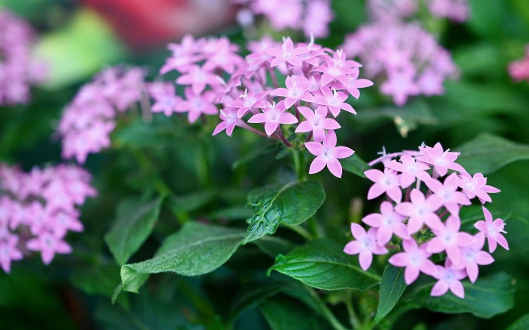 Unleashing the Beauty of Pentas: The Perfect Annual for Colorful Garden Displays