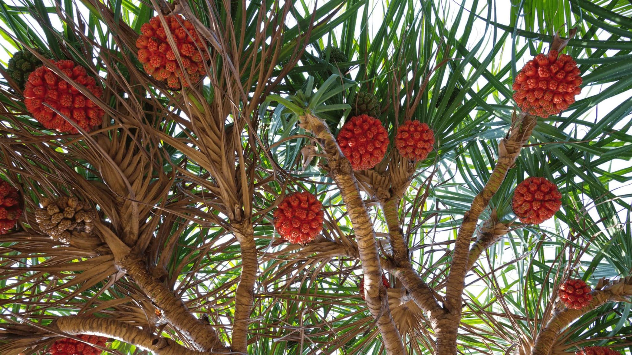 Screw Pine A Guide to Florida Lawn Care TroysTropics