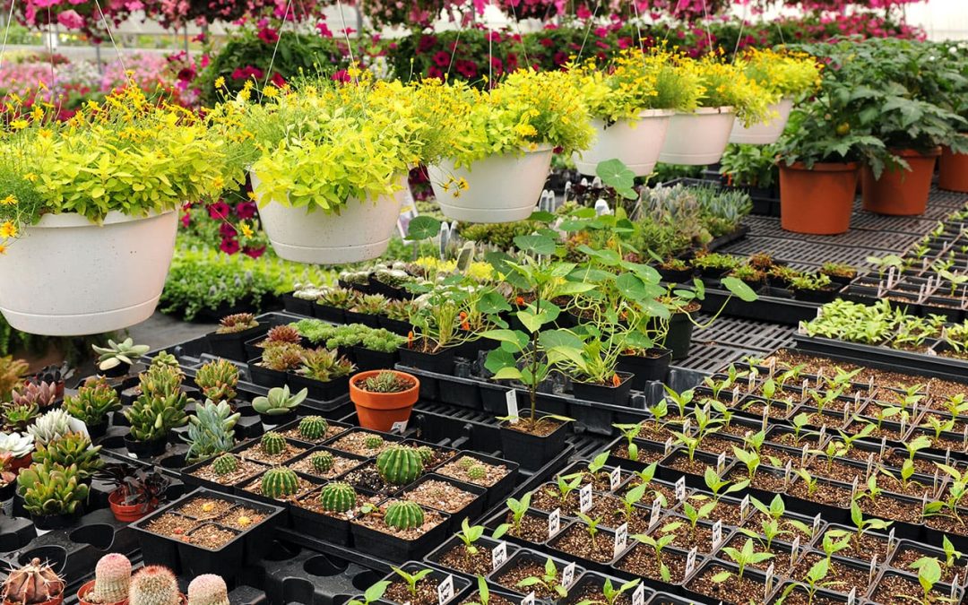 Essential Greenhouse Gardening Tips for Thriving Plants