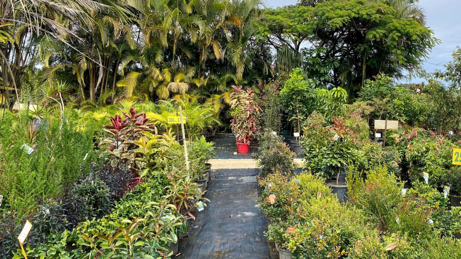 Wholesale Plant Nursery Sarasota FL Troy’s Tropics INC