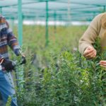 A customer chooses plants at a nursery