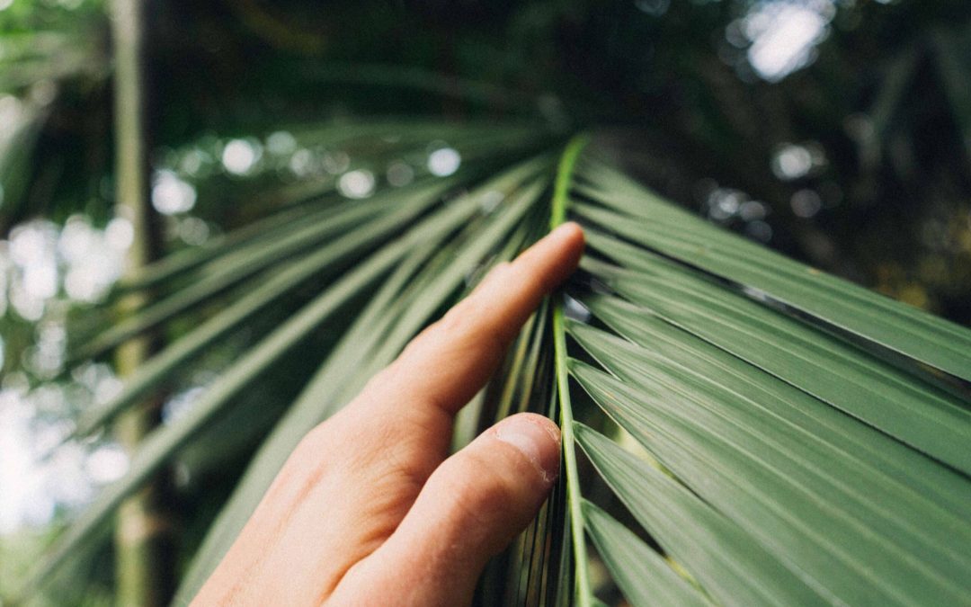 A finger touches the leaves of a bottle palm.